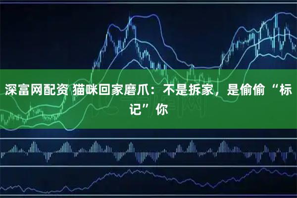 深富网配资 猫咪回家磨爪：不是拆家，是偷偷 “标记” 你