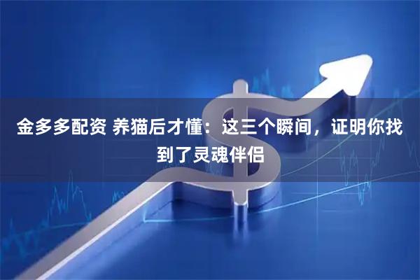 金多多配资 养猫后才懂：这三个瞬间，证明你找到了灵魂伴侣