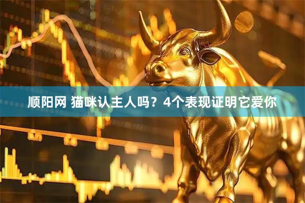 顺阳网 猫咪认主人吗？4个表现证明它爱你