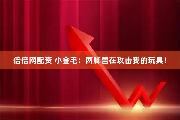 倍倍网配资 小金毛：两脚兽在攻击我的玩具！