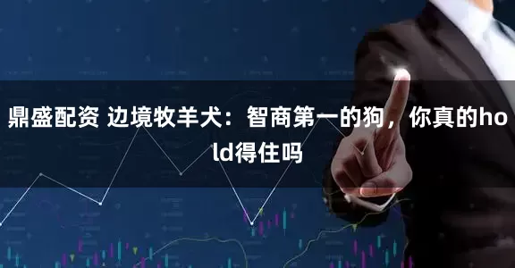 鼎盛配资 边境牧羊犬：智商第一的狗，你真的hold得住吗